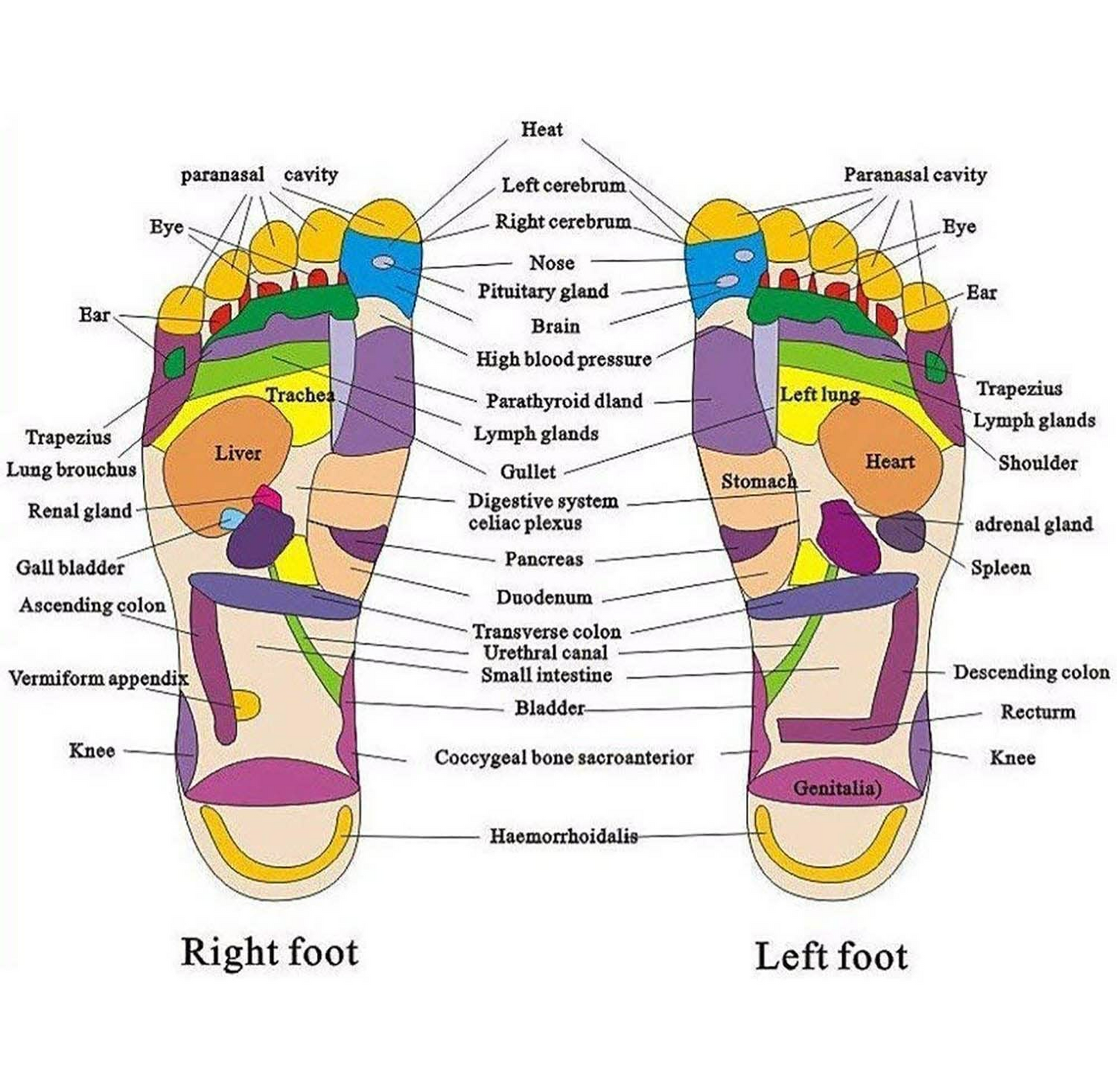 Unisex Acupressure Therapy Slippers – Pain Relief Foot Massager Sandals for Blood Circulation & Relaxation